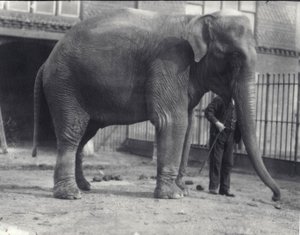 Elefante indio, Assam Lukhi, con cuidador en el Zoológico de Londres, abril de 1914 de Frederick William Bond